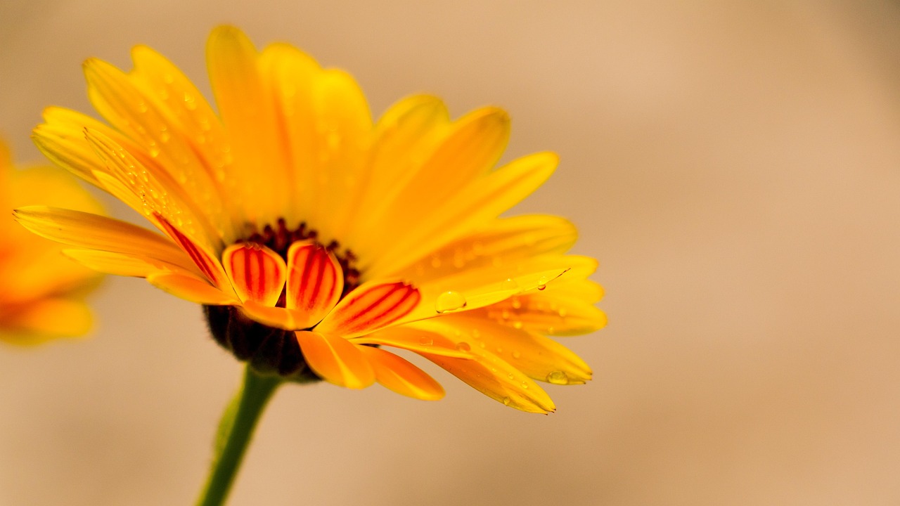 Calendula : quels sont ses bienfaits pour la peau, la santé et le bien-être ?
